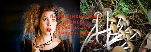 шишки Абаза