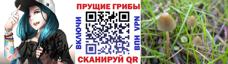 Галлюциногенные грибы GOLDEN TEACHER  мега ССЫЛКА  Таштагол 